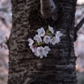 ［８９］「胴付き桜・目黒川」DSC_6297