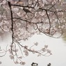 ［９０］「桜と鳥・不忍池」