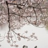 ［９０］「桜と鳥・不忍池」