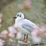 ［９１］「鳥達も春爛漫」