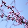 枝から弾けだす紫の粒　（ハナズオウ）