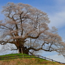 空へはばたく彼岸桜 Ⅰ