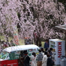 桜咲く笑顔咲く春の日2018
