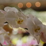 春色　胡蝶蘭　Ⅱ