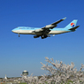 「晴れ」 桜とKOREAN Cargo 747ジャンボ 到着です