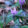 カタクリの花