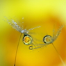 輪舞　(花、水、光）