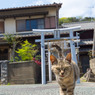 小さい神社とテヘペロネコさん。(´▽｀)