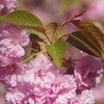 春色　八重桜