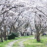 桜の園