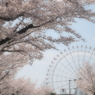 桜5 2018 PENTACON1.8/50/EP2