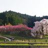 又兵衛桜