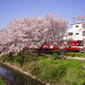 花見日和
