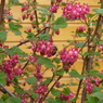 蜜蜂の