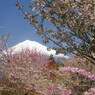 春色　桜