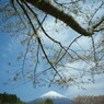 春色　葉桜
