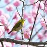 ウメにメジロ　DSC_1635