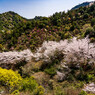 春彩の山