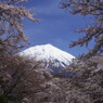 春色　桜