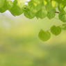 Green Heart..♡