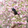 花のような人　～花の中の花編～