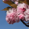 八重桜2