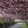 八重桜4