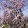 枝垂れ桜 #6