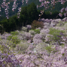 枝垂れ桜 #7