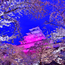 鶴ヶ城の夜桜2