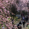 桜祭り＼(^o^)／