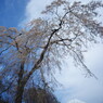 春色　桜　Ⅱ