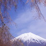 春色　桜　Ⅲ