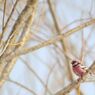 Spring Crimson
