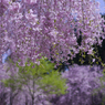 枝垂れ桜 #8