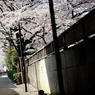 spring for tokyoites 2018