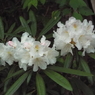 石楠花1