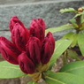 石楠花3