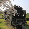 老兵は死なず、桜と共に。