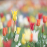 *tulip*