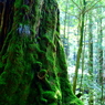 Green wall