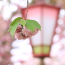 雨の桜祭り