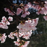 大寒桜1 2018 FUJIFILM X20