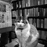 Osaka cat_1