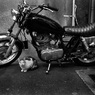 Osaka cat_2