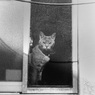 Osaka cat_4