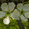 白花の