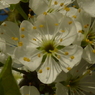 この花も