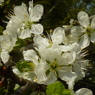 これがプラムの花