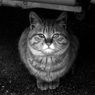 Osaka cat_7